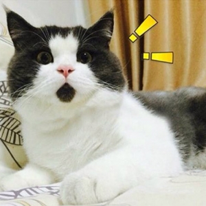 ���溦��è��Сè�ӱ߶�С��������Ͻ�ˮ