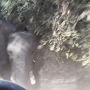 �ޱ���Ұ������԰��ŭĸ��Я�ӿ�׷���ճ�