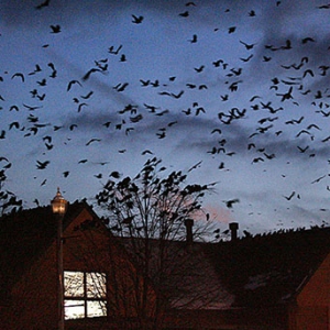 ����С����5���ֻ��ѻ"����"��ͬ�ֲ���Ӱ����