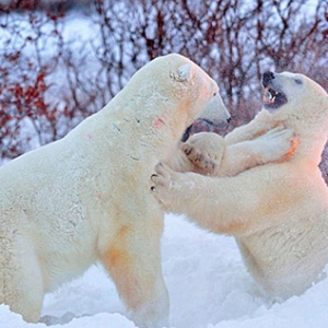 ����Ӱʦץ�ı�����Ϊ�������չ���п����